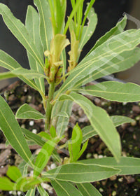 Laurus nobilis 'Willow Leaf'